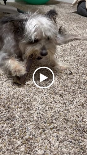 Customer video review of Ostrich Chunky Bones (4" x 2" - 2 Pack): The Long-Lasting, Flavor-Packed Bones for Small to Medium Dogs