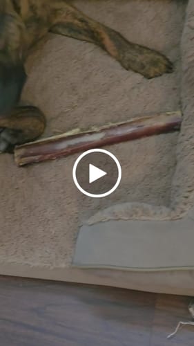 Customer video review of Power Chewer - Medium Box