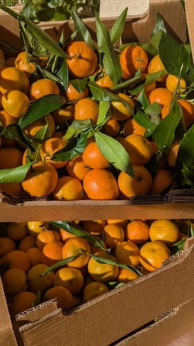 Laetitia M. review of Clémentines Bio - Origine Corse image 1 out of 1