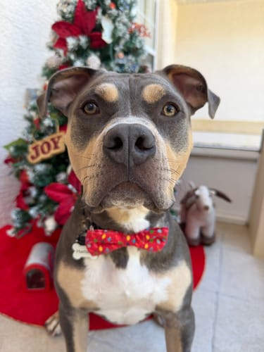 Jennifer L. review of Red Christmas Lights Dog Bow Tie for Dog Collar and Cat Collar image 1 out of 2