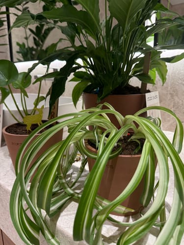 Customer photo review of Spider Plant