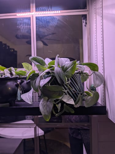 Customer photo review of Scindapsus pictus 'Platinum‘