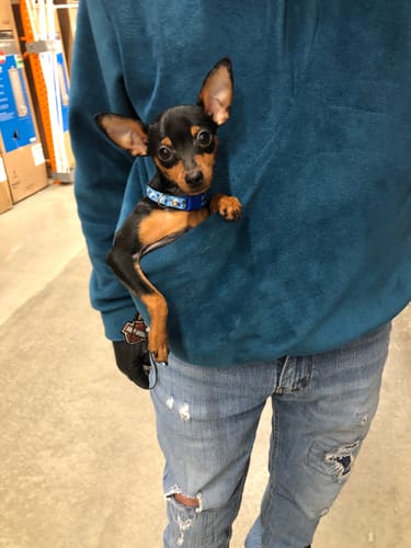 Customer photo review of Fleece Kangaroo Hoodie - Blue – 2-15 lbs / 1-7 kg (Autumn/Winter)