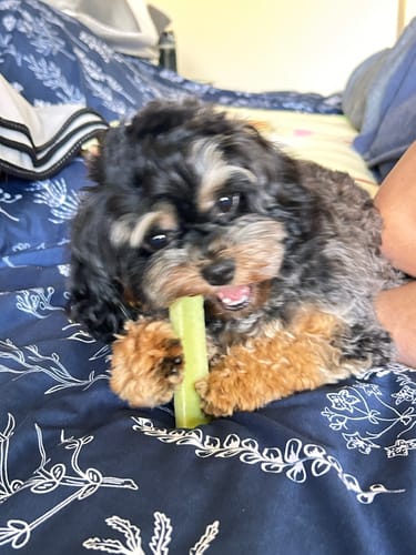 Customer photo review of 4-Stick Yak Chew Pack – Mint, Banana, Strawberry & Pumpkin