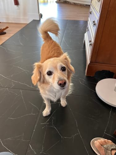 Customer photo review of The General - Custom Pet Canvas