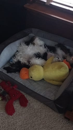 Customer photo review of Calming Duck