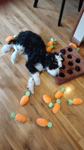 Customer photo review of Carrot Farm