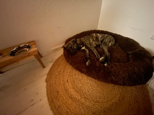 Customer photo review of Puppery Hundebett Wolke 7 - Das Original