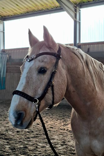 Customer photo review of Odessa bonita Multi Bridle padded - MASEGO bit to bitless system