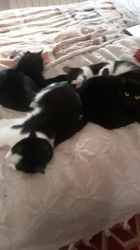 Lenuta C. review of Diffusore Calmante per Gatti image 1 out of 1