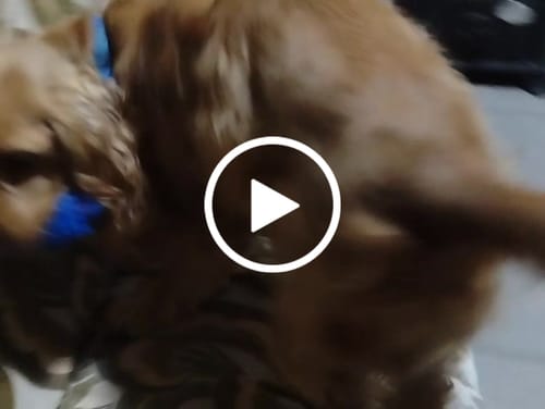 Silvia M. review of Diffusore Calmante per Gatti image 1 out of 1