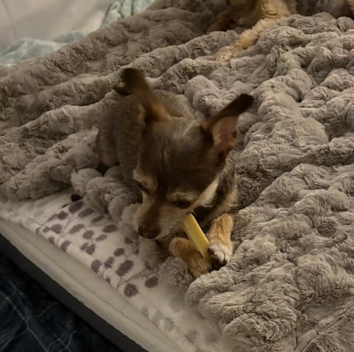 Customer photo review of Long-Lasting Yak Chews — 6 Flavor Pack