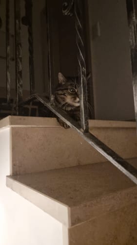 Customer photo review of Patsli® Move