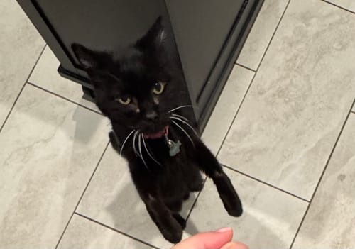 Customer photo review of 2x Blisso Advanced Cat Probiotic | Cat Probiotic for Diarrhea & Kidney Support