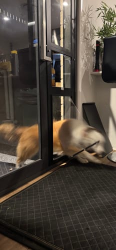 Customer photo review of Patio Pet Door Insert