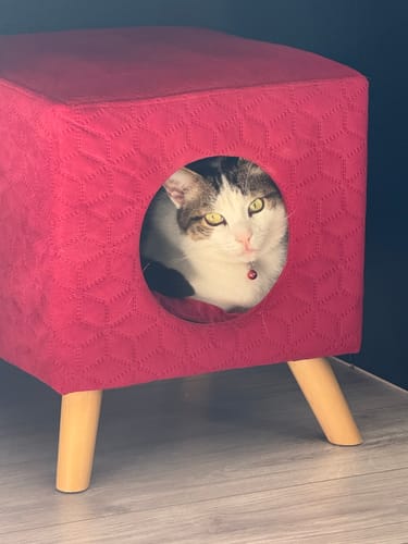 Avis photo d'un client sur Pâtée Chat Stérilisé Sans Céréales - Saumon