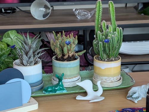 Customer photo review of Acanthocereus tetragonus | Fairy Castle Cactus