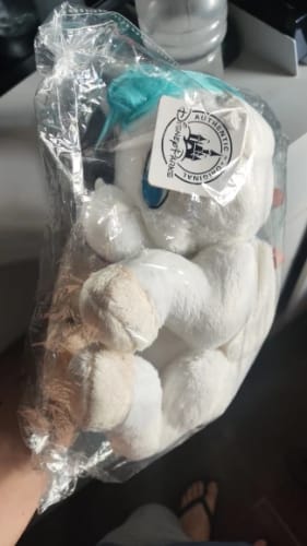 Customer photo review of Disney Hercules Baby Pegasus Plush Toy