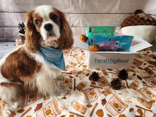 Customer photo review of Beef Joint Booster