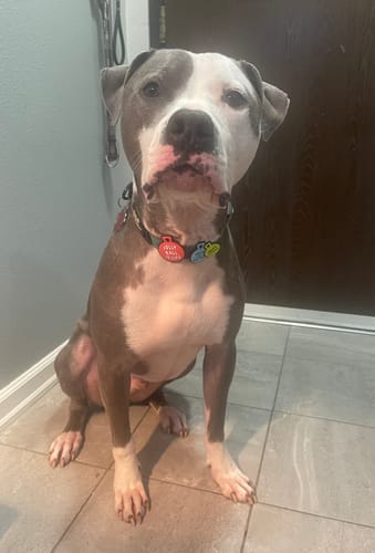 Customer photo review of Jolly Ball is Life Jiby Dog Charm