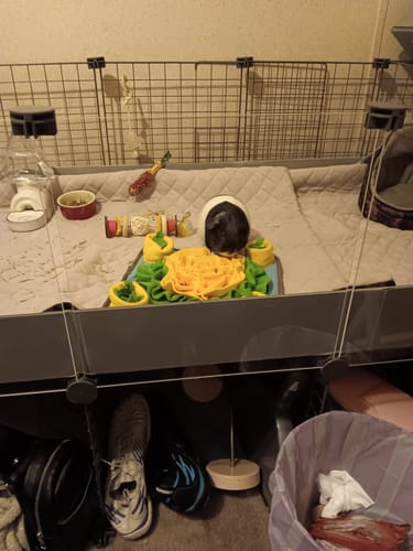Customer photo review of GuineaDad Piggy Condo Guinea Pig with Pillars, Balcony, and Ramp (C&C)