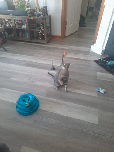 Customer photo review of Interactive Bird Simulation Cat Toy Set