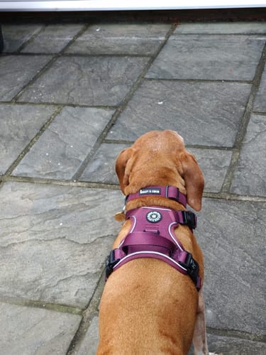 Customer photo review of Adjustable Collar - Mulberry Tweed
