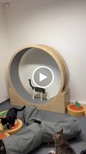 Diana R. review of Elmato Katzenlaufrad - knalligen Farben - Abverkauf image 1 out of 1