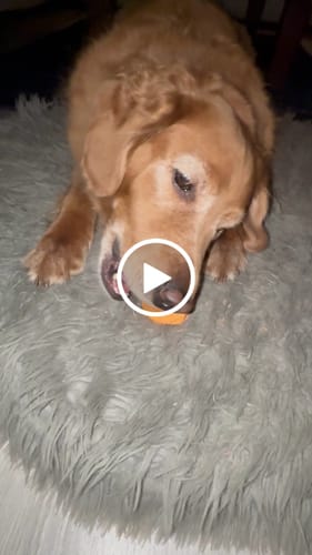 Customer video review of Safe Dog Chew Holder