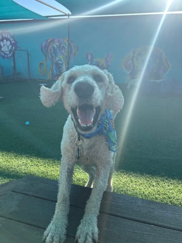 Customer photo review of Large Dog Black Friday Bundle II (4x 5oz Jerky Bags + 4x LARGE Smoked Marrow Bones)