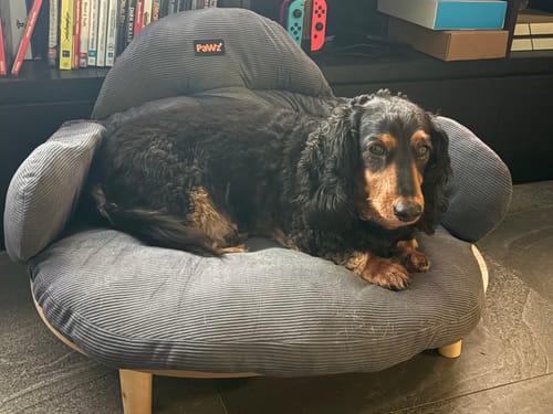 Customer photo review of CloudNest Elevated Pet Sofa Bed