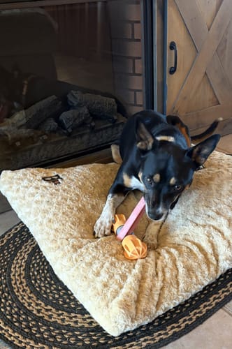 Customer photo review of Safe Dog Chew Holder