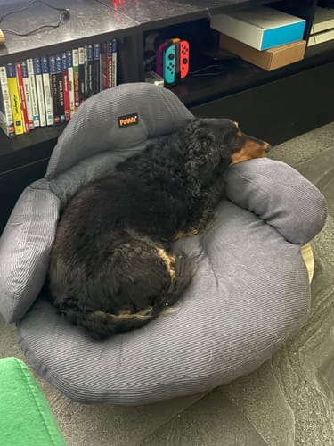 Customer photo review of CloudNest Elevated Pet Sofa Bed