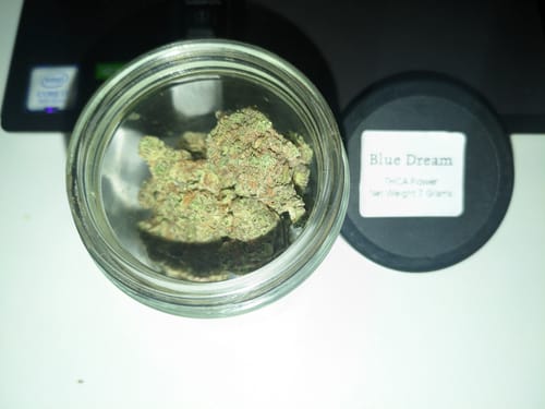 Customer photo review of Blue Dream | THCA Flower