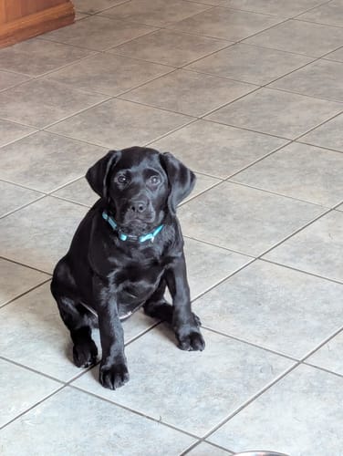 Customer photo review of NOBL Air-Dried Jerky Treats - Individual Bag 10.00% Off Auto renew