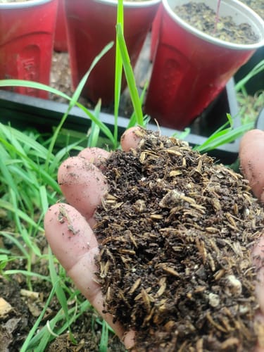 Customer photo review of BioVast Potting Soil (Water Only Mix)