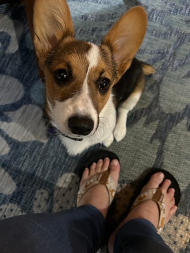 Customer photo review of Corgis