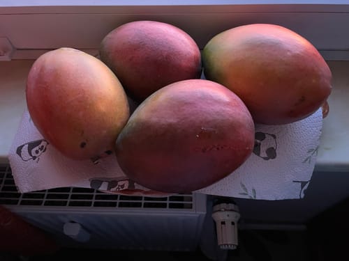Customer photo review of Riesenmangos Bio von Julian Retterbox %