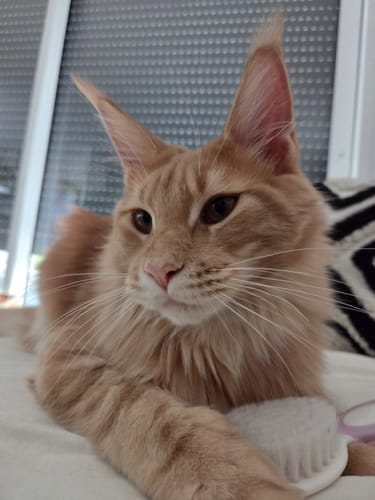 Avis photo d'un client sur Croquettes Chaton Sans Céréales - Poulet & Huile de Saumon