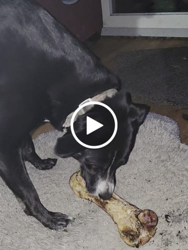 Customer video review of Ostrich Hip Bone (12" x 5"x 3”): The Durable, Flavor-Packed Chew for Medium & Large Dogs
