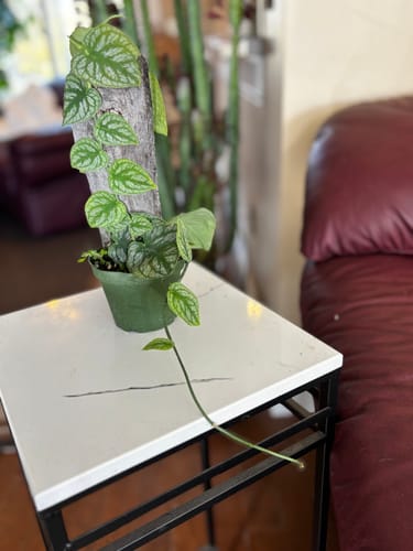 Customer photo review of Monstera dubia