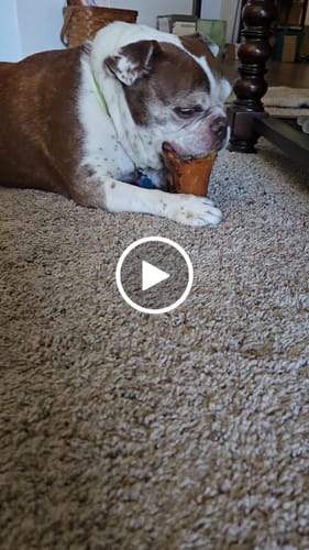 Customer video review of Jerky Toppers (Powder)