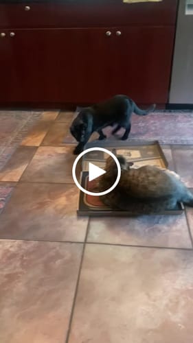 Customer video review of Sardine Tin - Luxury Cat Scratching Board