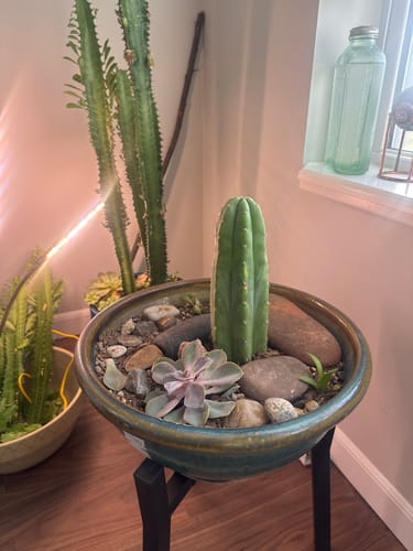 Customer photo review of San Pedro Cactus | Trichocereus (Echinopsis) Pachanoi