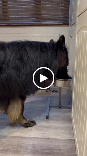 Customer video review of Natural Instinct Working Beef & Chicken