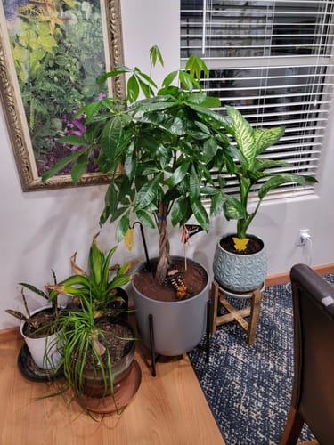 Matthew R. review of Fungus Gnat Death Drops image 1 out of 4