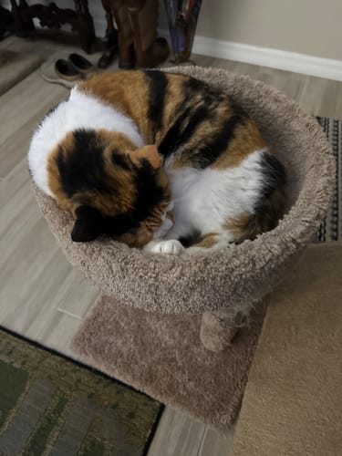 Customer photo review of 5x Blisso Advanced Cat Probiotic (Buy 2 Get 3 Free)