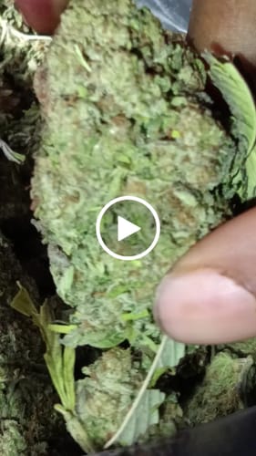 Customer video review of Joker Candy Light Assist THCA