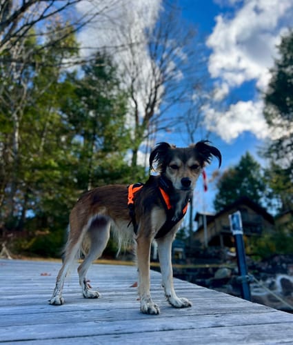 Customer photo review of Non-Stop Dogwear Rush Harness