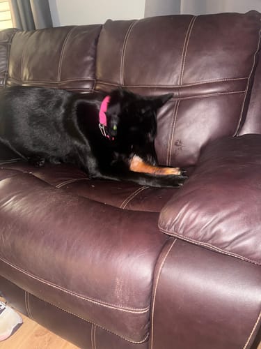 Customer photo review of Smoked Beef Marrow Bone